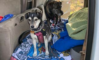 Tanya B.'s photo of camping with pets at Upper Skilak Lake Campground - Kenai National Wildlife Refuge near Cooper Landing, AK