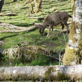 Review photo of Sol Duc Hot Springs Resort Campground — Olympic National Park by Terri G., April 26, 2018