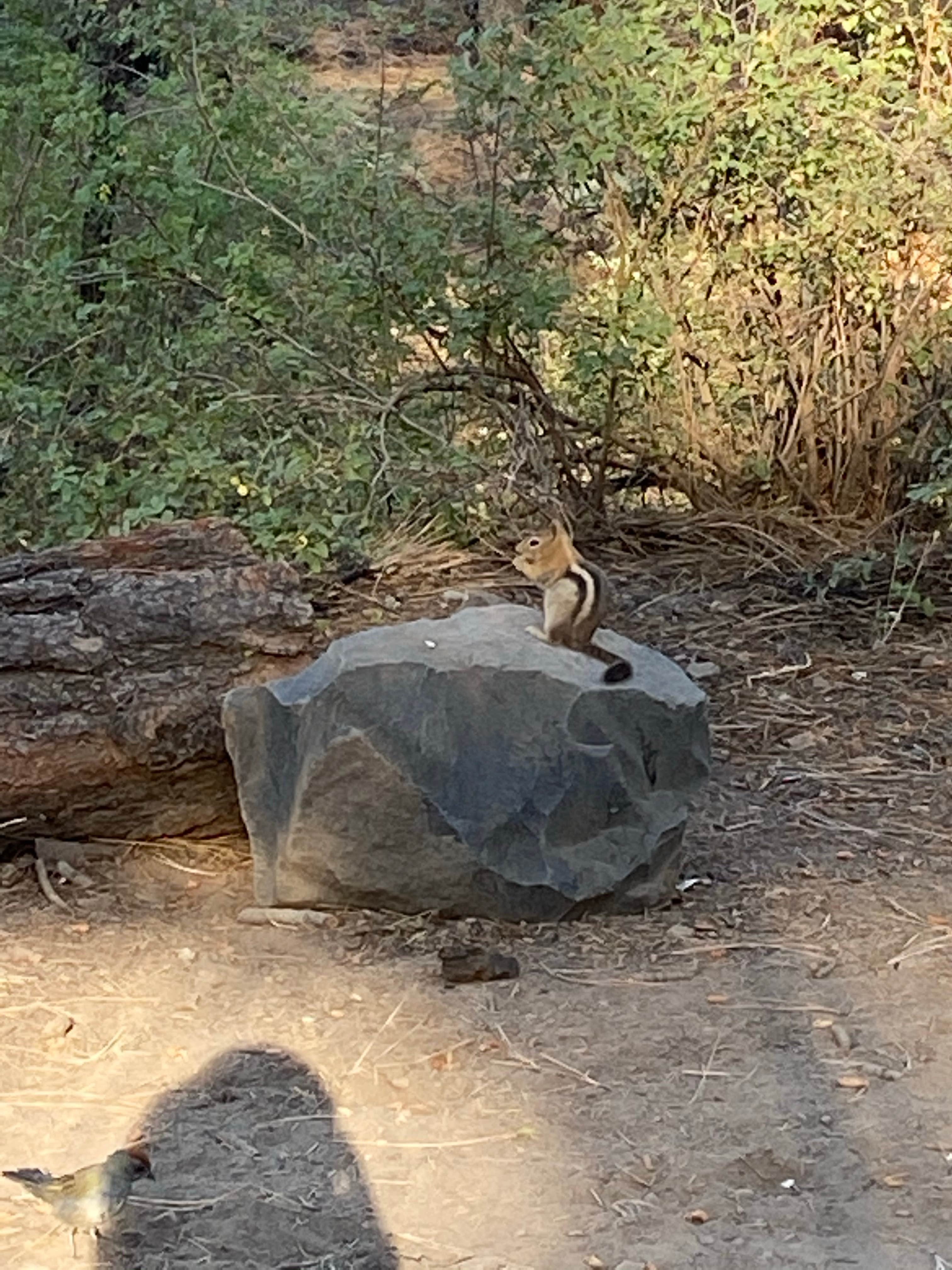 Greg B.'s photo of camping with pets at Spring Creek near Loyalton, CA