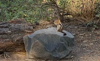 Greg B.'s photo of camping with pets at Spring Creek in California