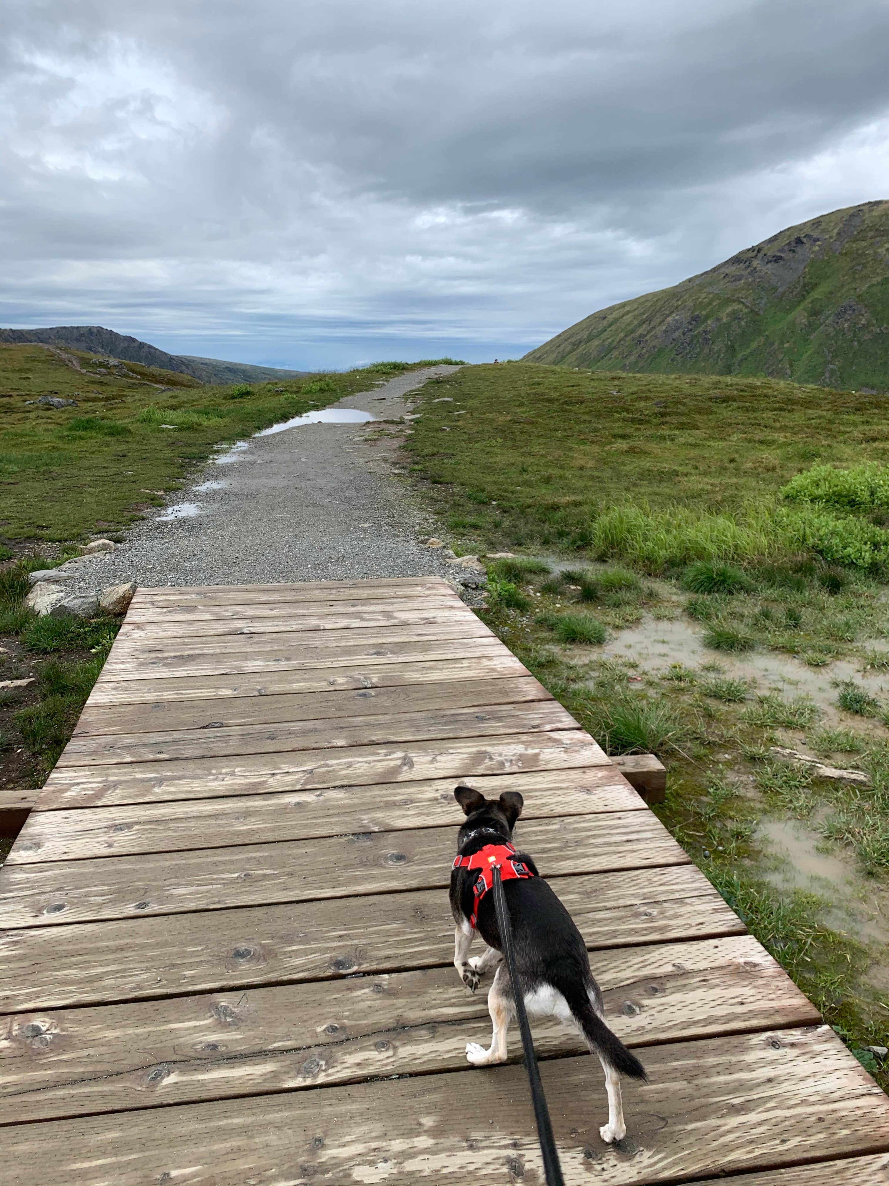 Tanya B.'s photo of camping with pets at Road camping Willow-Fishook Road near Trapper Creek, AK
