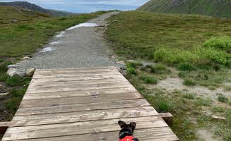 Tanya B.'s photo of camping with pets at Road camping Willow-Fishook Road near Talkeetna, AK