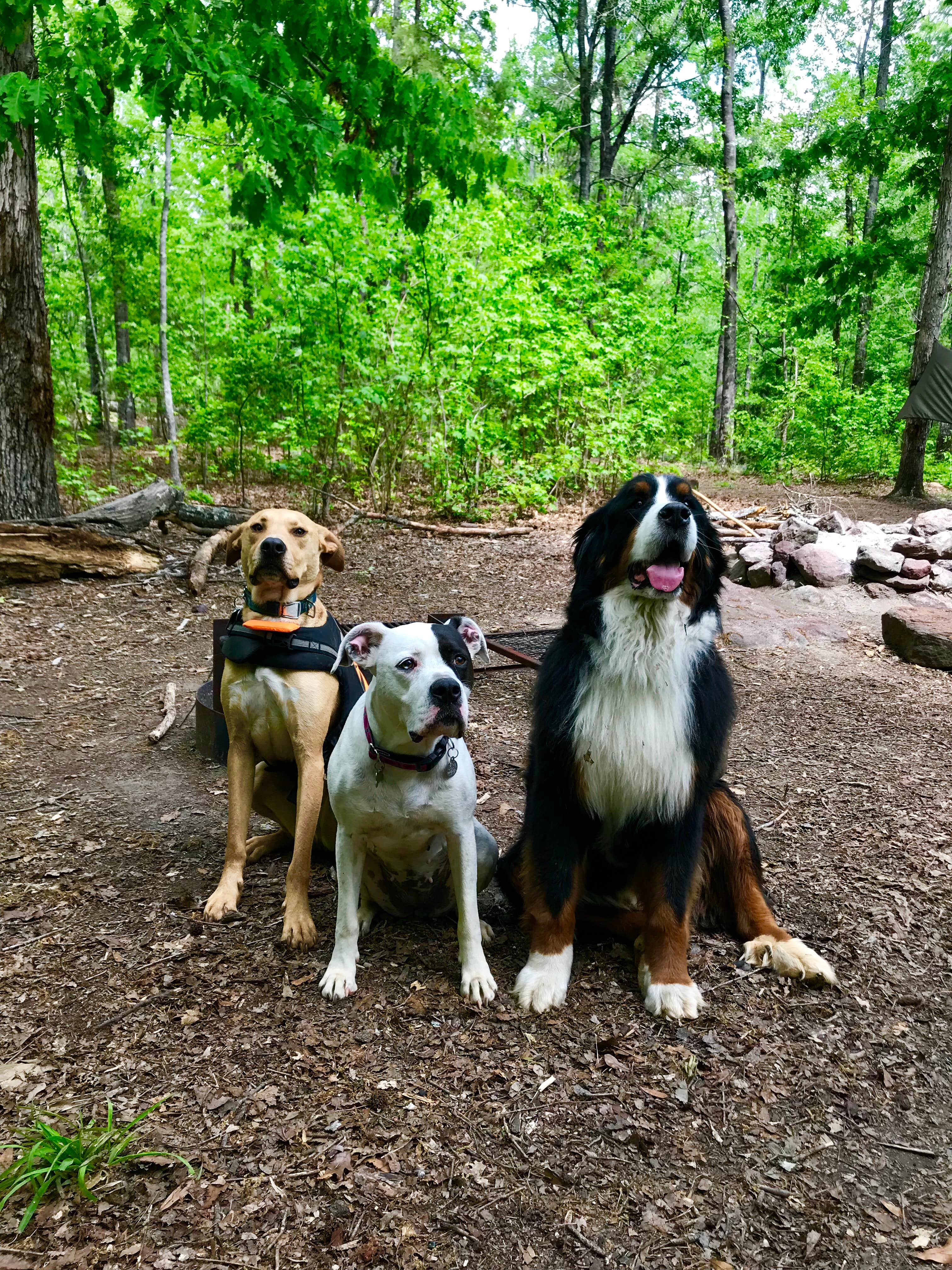 Lauren H.'s photo of camping with pets at Providence Canyon State Park Campground near Ellerslie, GA