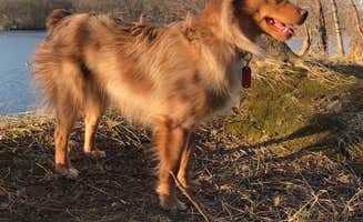 Nick D.'s photo of camping with pets at Spring Lake Park - Macomb near Keithsburg, IL
