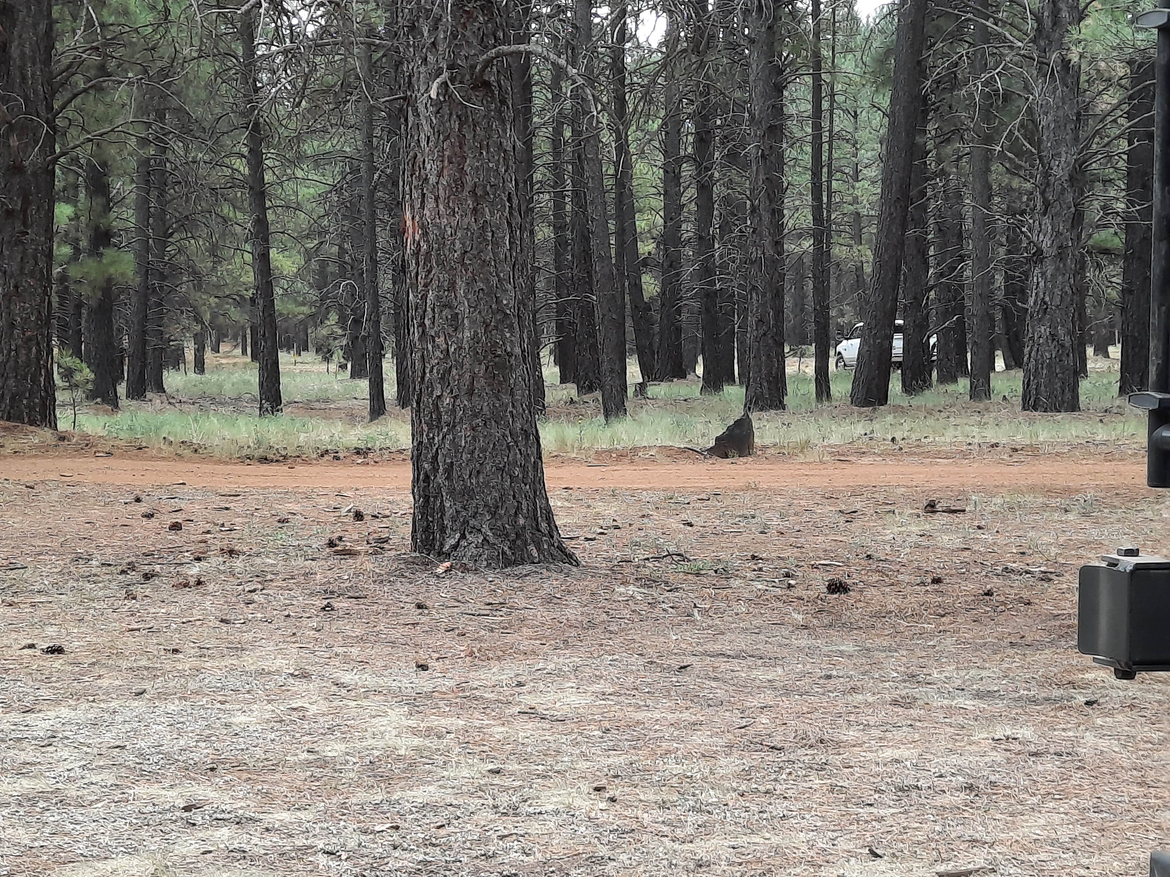 Camper submitted image from FR 222 Dispersed - 3