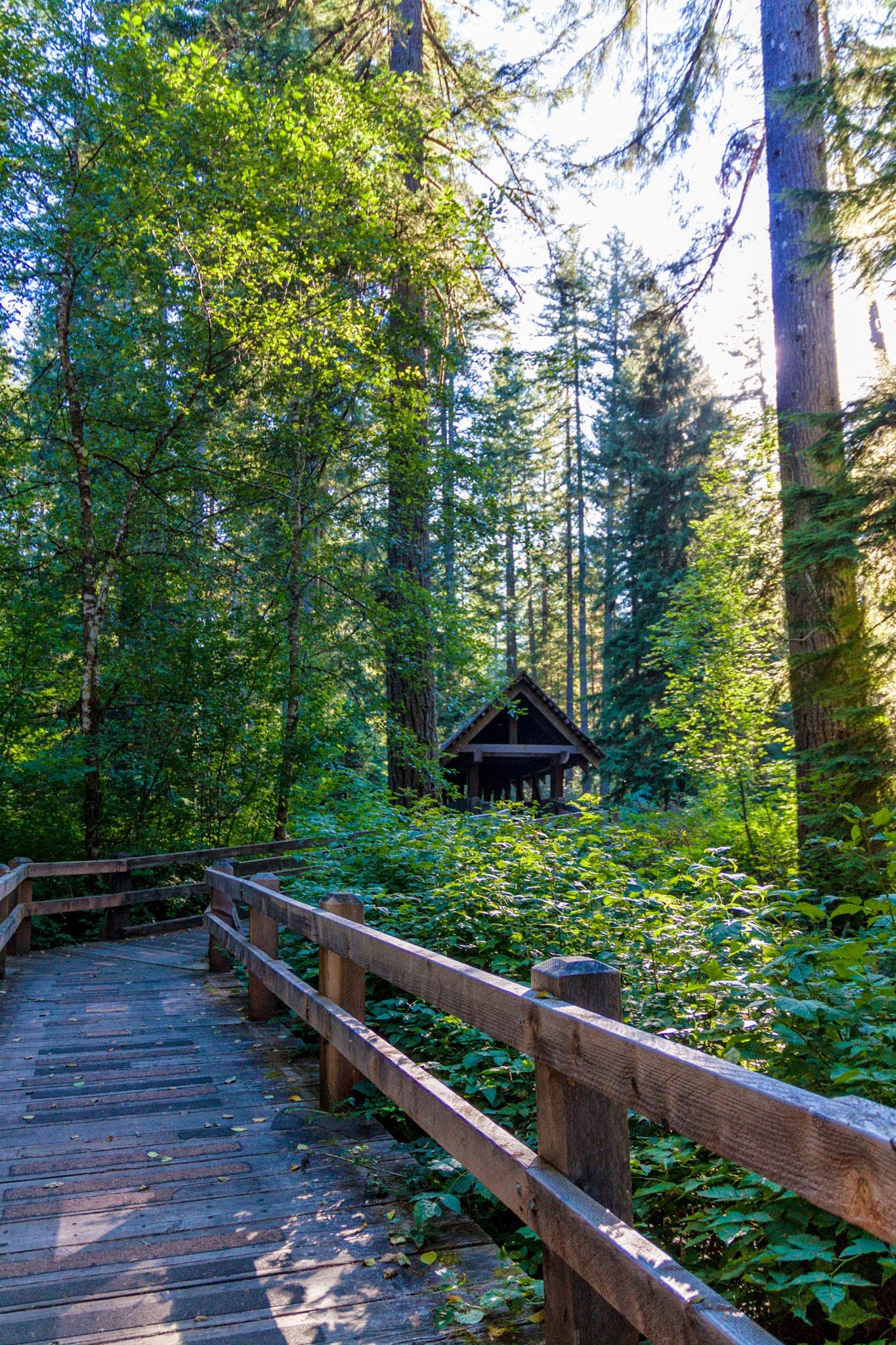 Camper submitted image from Smith Creek Village — Silver Falls State Park - 3