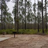 Review photo of Cary State Forest by Annell N., August 14, 2020