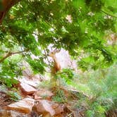 Review photo of Zion Canyon Campground by Lindsey A., April 26, 2018