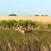 Review photo of Kilpatrick Hammock Campground — Kissimmee Prairie Preserve State Park by Annell N., August 14, 2020