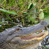 Review photo of Kilpatrick Hammock Campground — Kissimmee Prairie Preserve State Park by Annell N., August 14, 2020