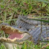 Review photo of Kilpatrick Hammock Campground — Kissimmee Prairie Preserve State Park by Annell N., August 14, 2020