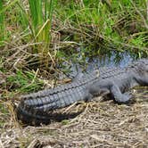 Review photo of Kilpatrick Hammock Campground — Kissimmee Prairie Preserve State Park by Annell N., August 14, 2020