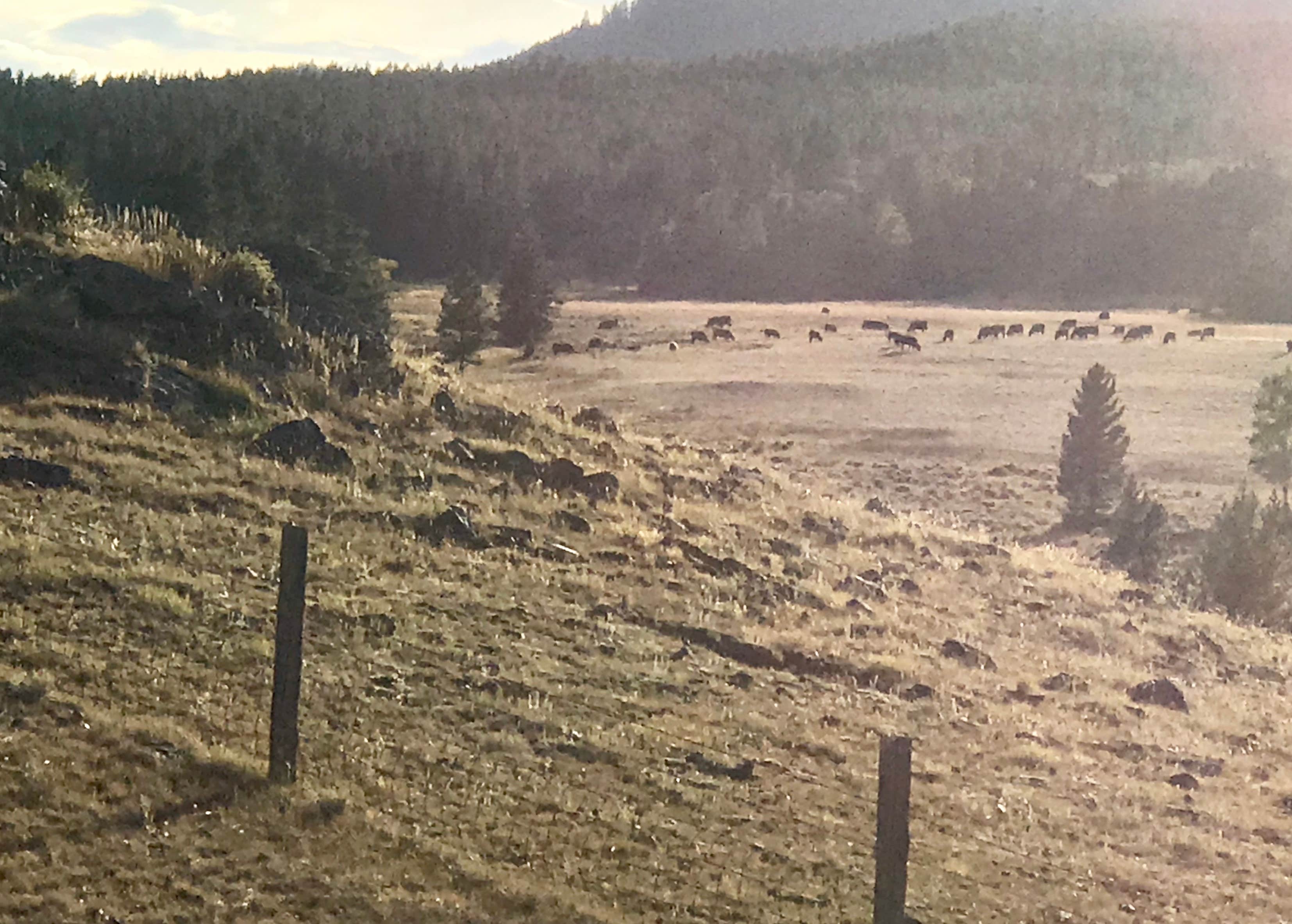 Camper-submitted photo at Doyle Creek Campground near Sheridan, WY
