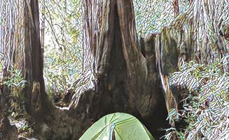 MarinMaverick's photo at Samuel P. Taylor State Park Campground near Sausalito, CA