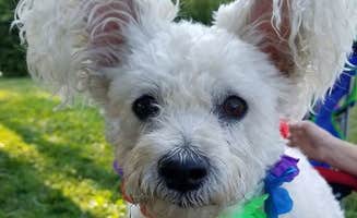 Jim B.'s photo of camping with pets at Whitebreast Campground near Ottumwa, IA