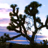 Review photo of Black Rock Campground — Joshua Tree National Park by MarinMaverick , August 15, 2020