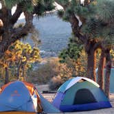 Review photo of Black Rock Campground — Joshua Tree National Park by MarinMaverick , August 15, 2020