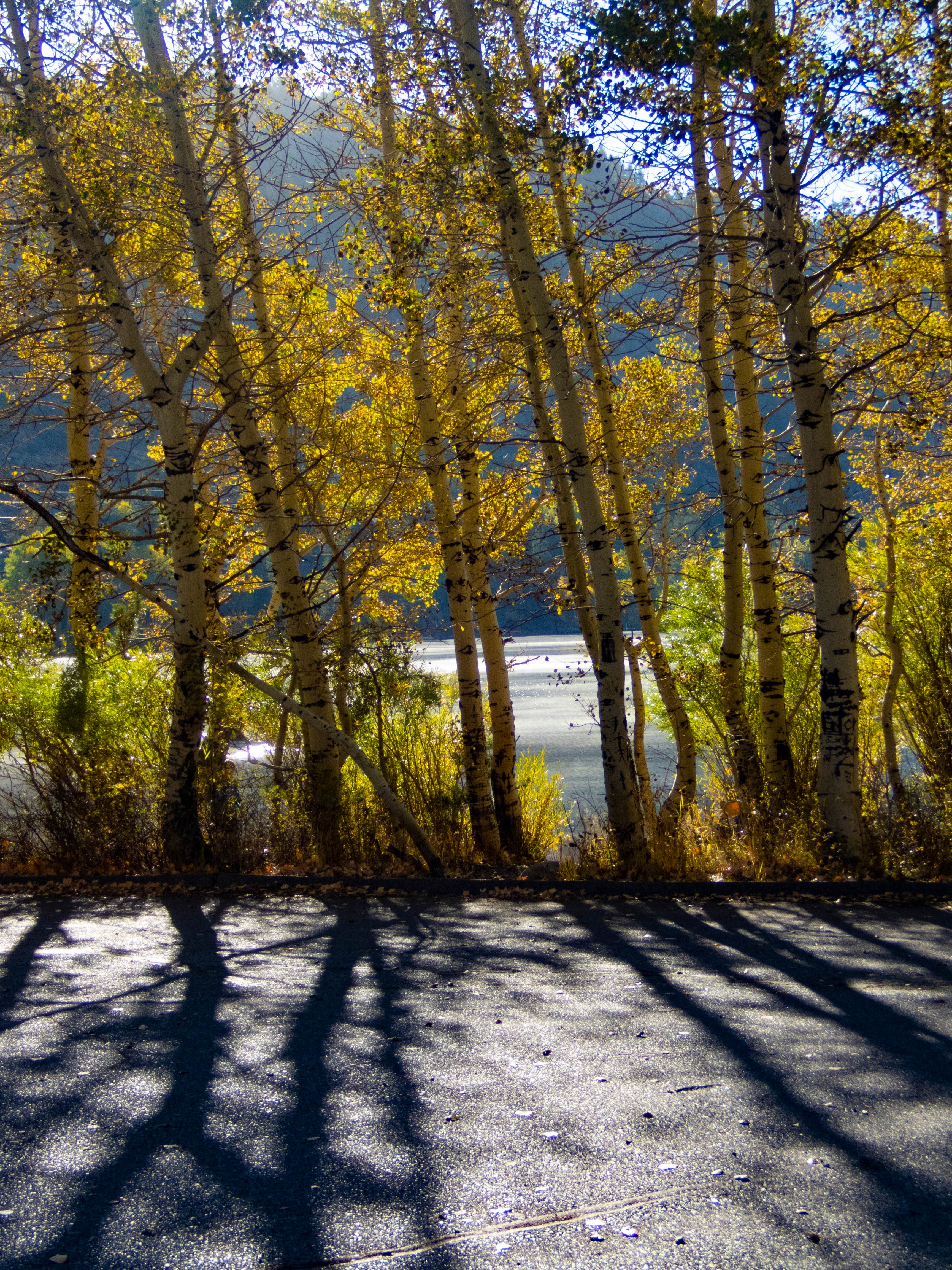 June Lake Camping The Dyrt