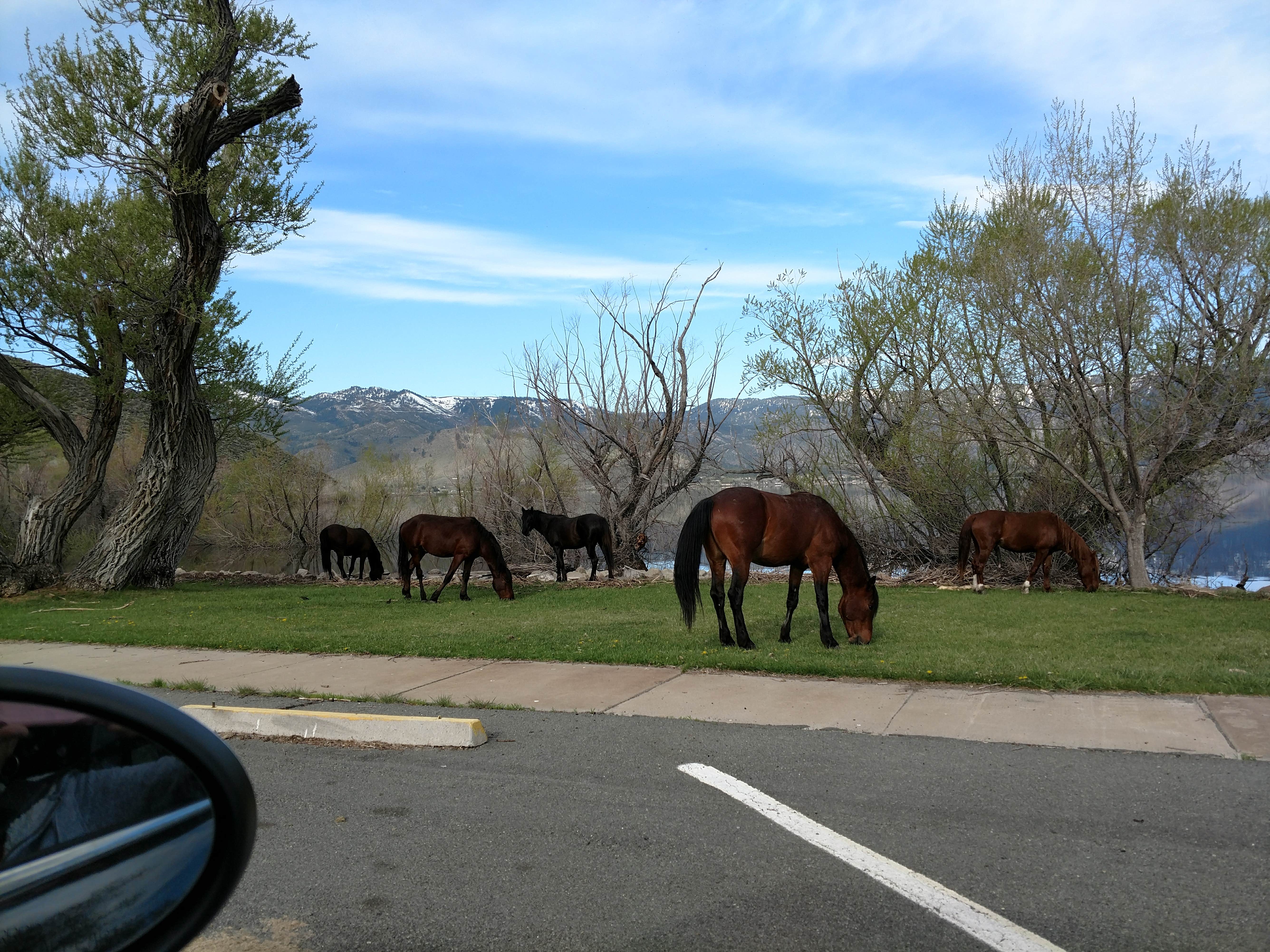 Camper submitted image from Washoe Lake State Park Campground - 5