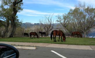 Debbie C.'s photo of camping with a horse at Washoe Lake State Park Campground in Nevada