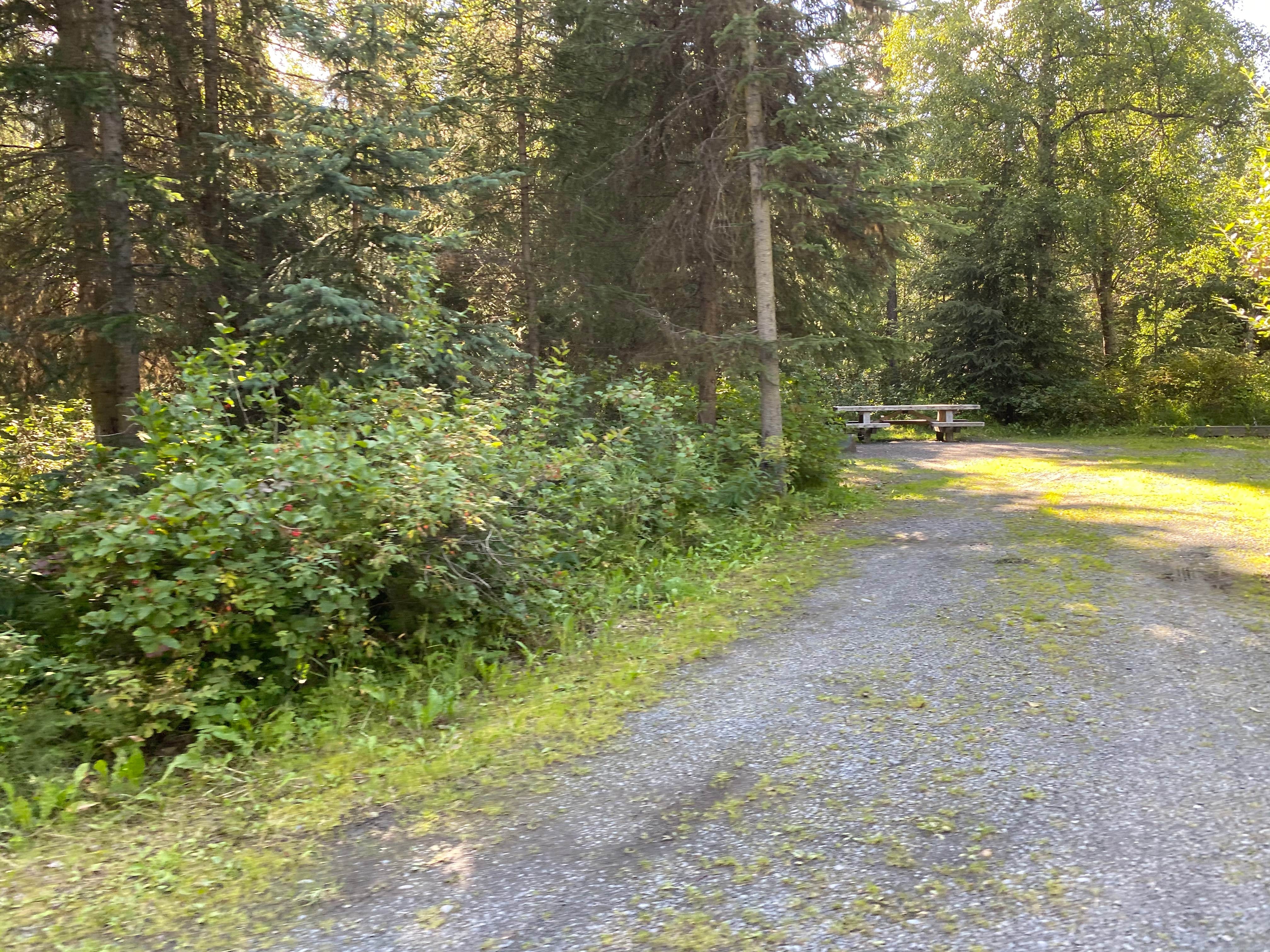 Camper submitted image from Cooper Creek North Campground - 2