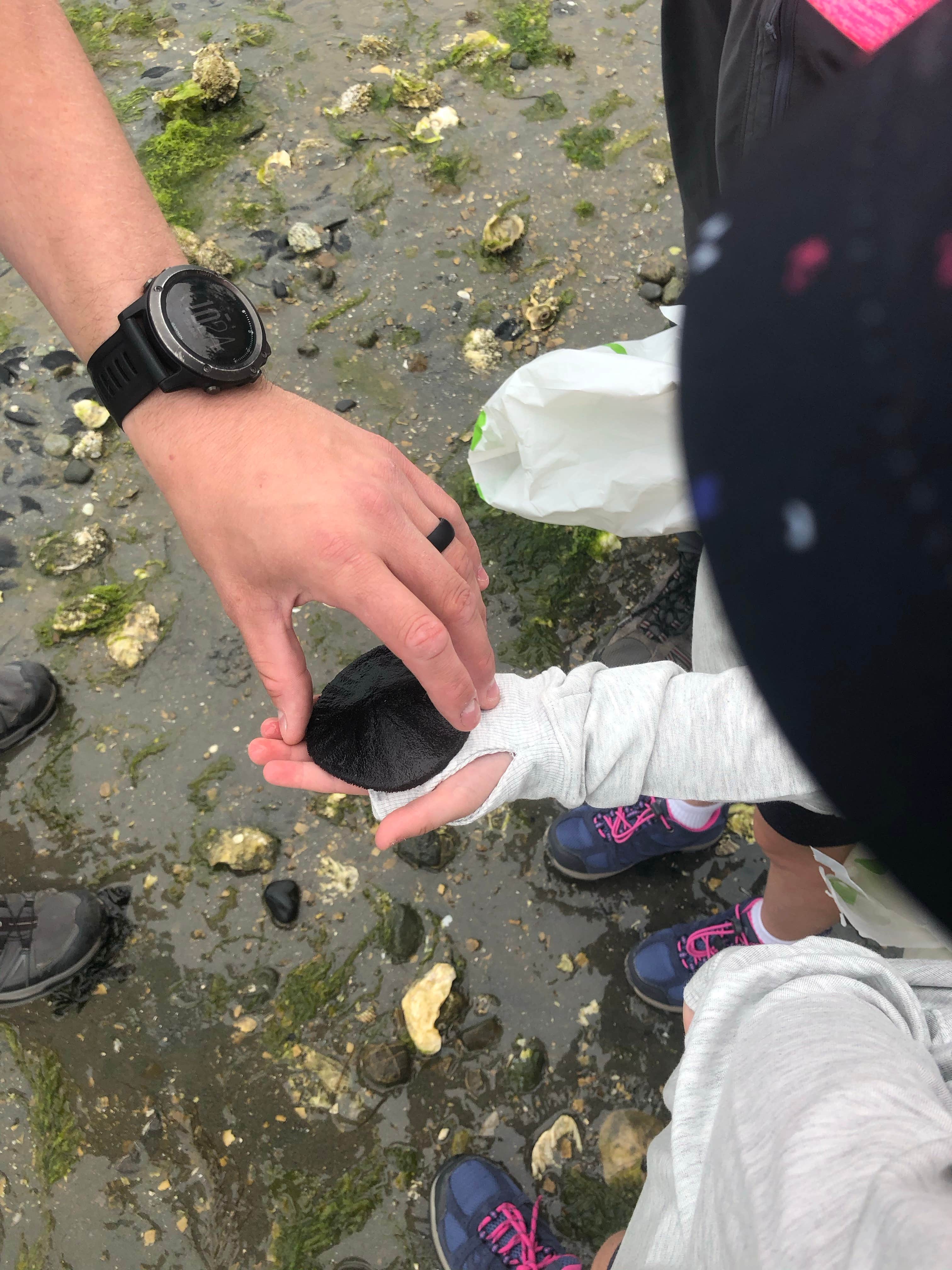Kopachuck State Park - Camping CLOSED since 2011