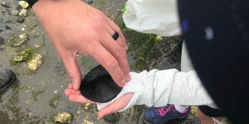 Camper submitted image from Kopachuck State Park - Camping CLOSED since 2011