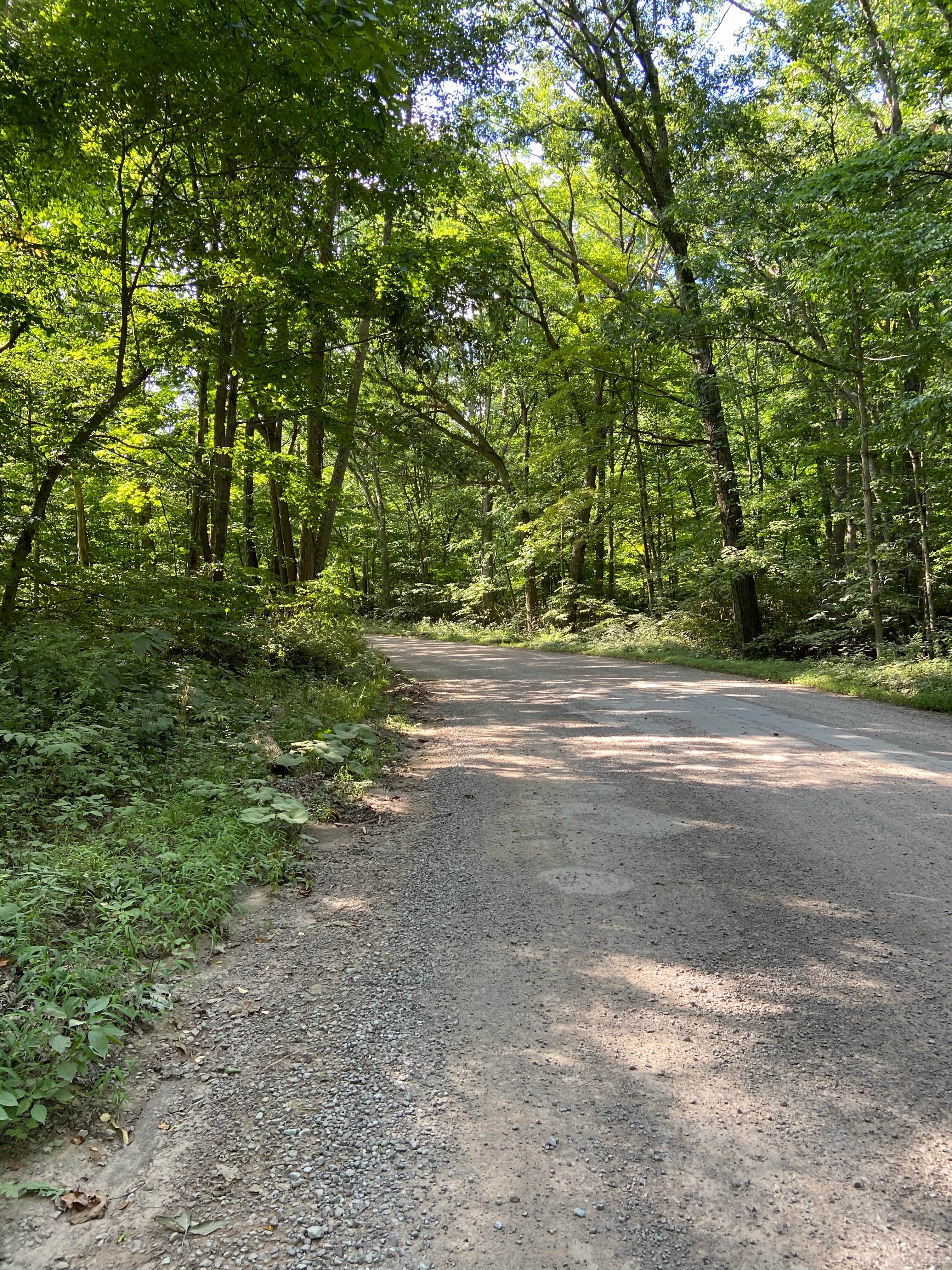 Camper submitted image from Yough Lake Campground at Tub Run - 4