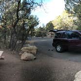 Review photo of Mather Campground — Grand Canyon National Park by Kayla M., April 28, 2018