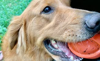 Brannon M.'s photo of camping with pets at Towpath Trail Peace Park in Ohio