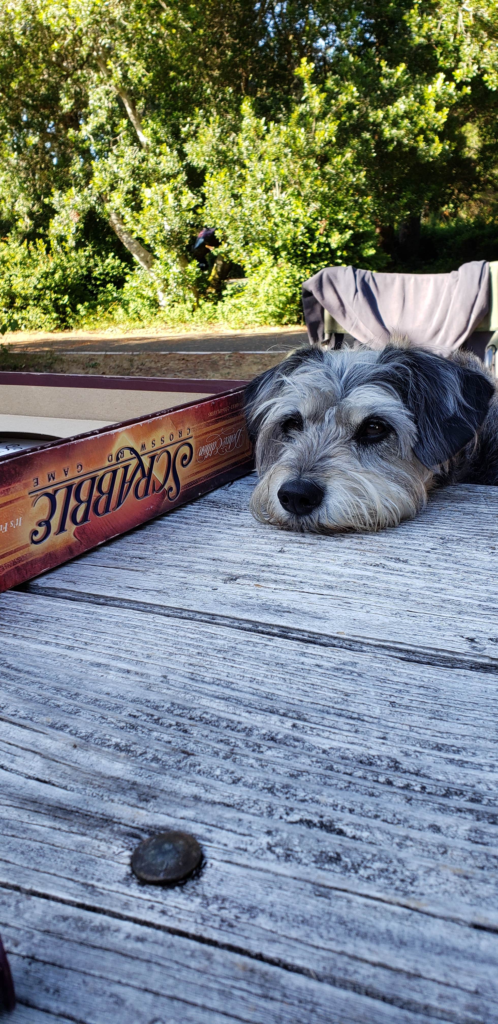 Sheila S.'s photo of camping with pets at Waxmyrtle Campground near Siuslaw National Forest
