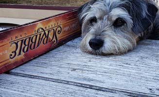 Sheila S.'s photo of camping with pets at Waxmyrtle Campground near Siuslaw National Forest