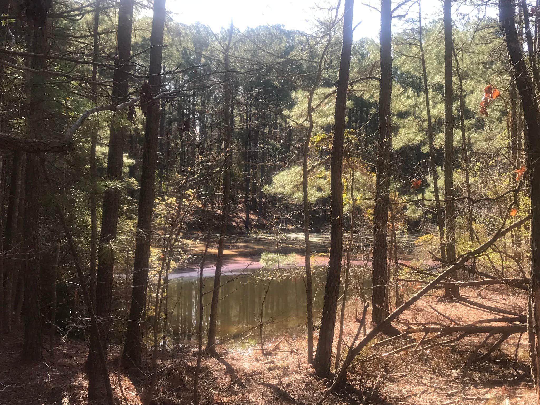The pond in the G loop at Poplar Point