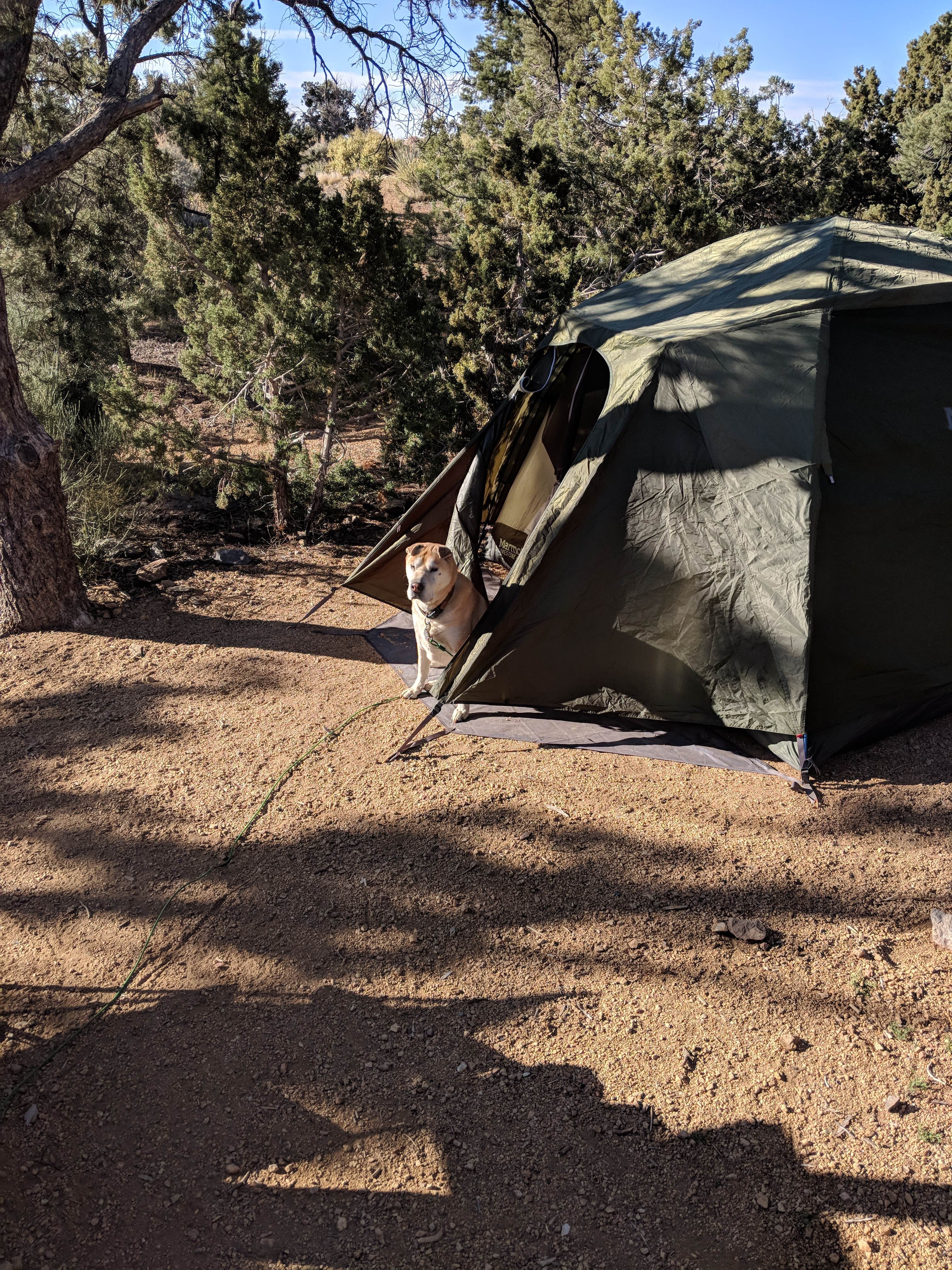 Peter A.'s photo at Mid Hills Campground — Mojave National Preserve near Baker, CA