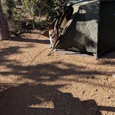 Review photo of Mid Hills Campground — Mojave National Preserve by Peter A., April 30, 2018