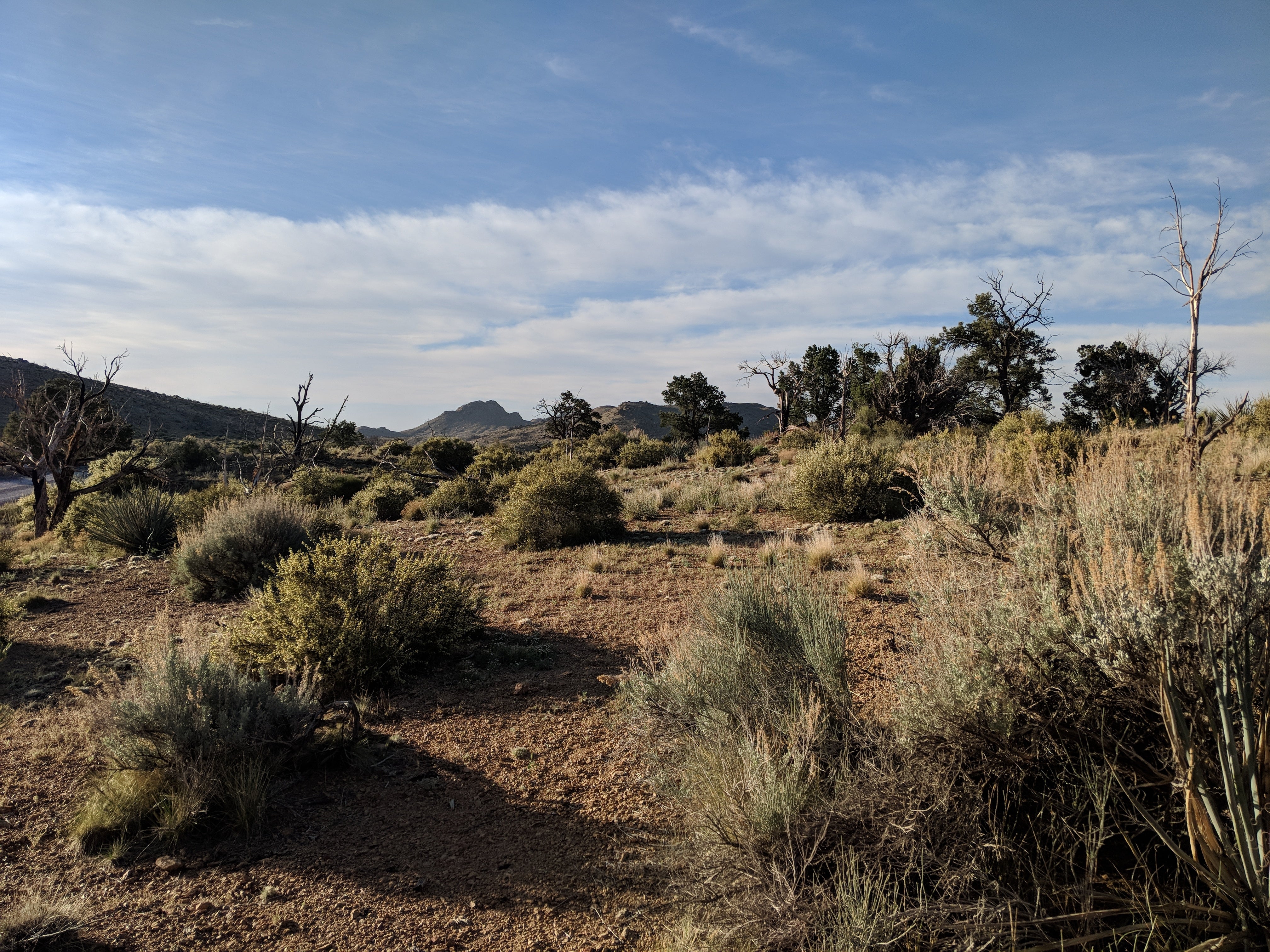 Camper submitted image from Mid Hills Campground — Mojave National Preserve - 5