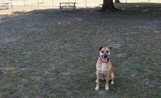 Kelly G.'s photo of camping with pets at Pontiac Lake Recreation Area near Grand Blanc, MI