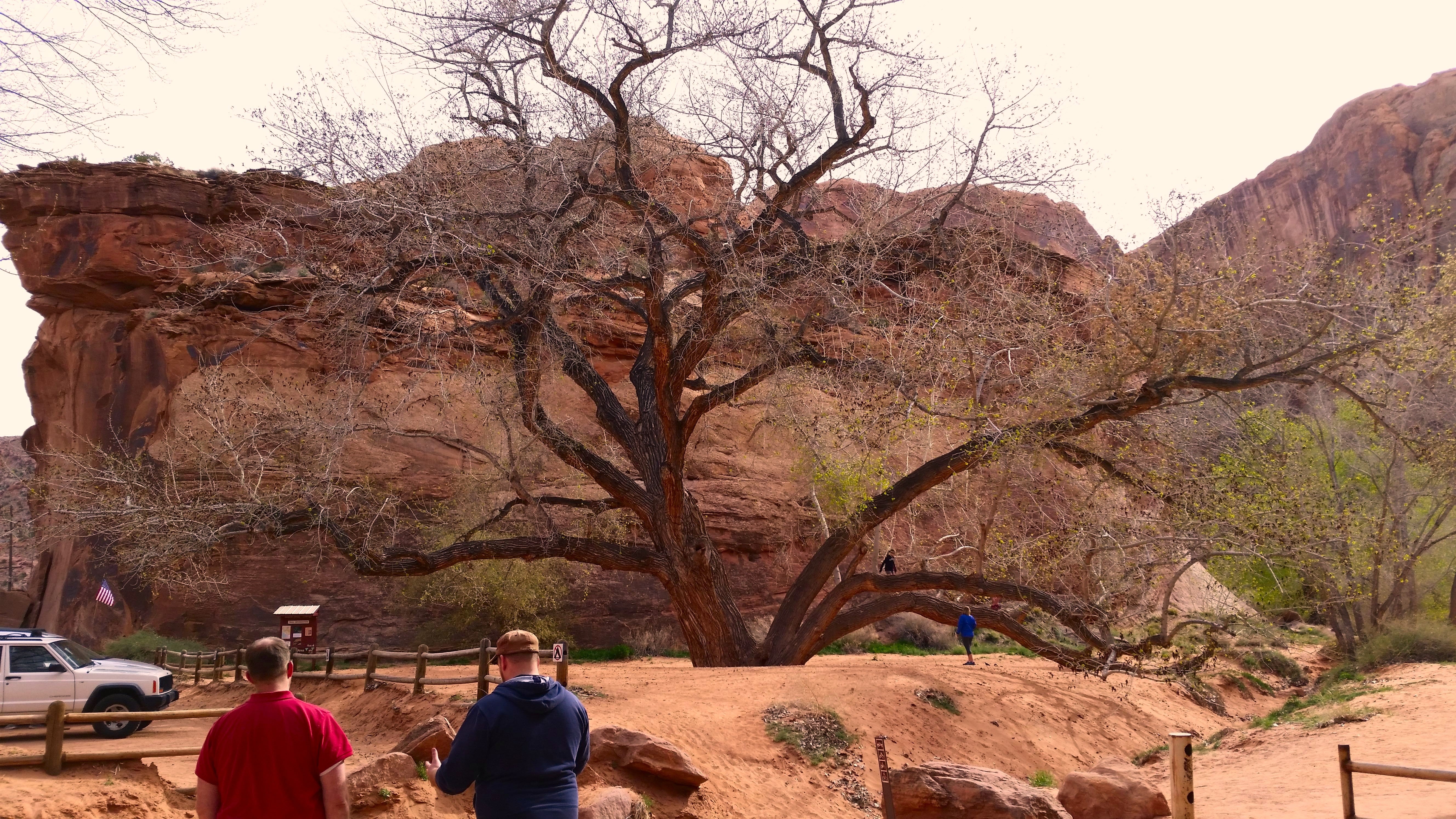 Large tree at the mouth of the canyon