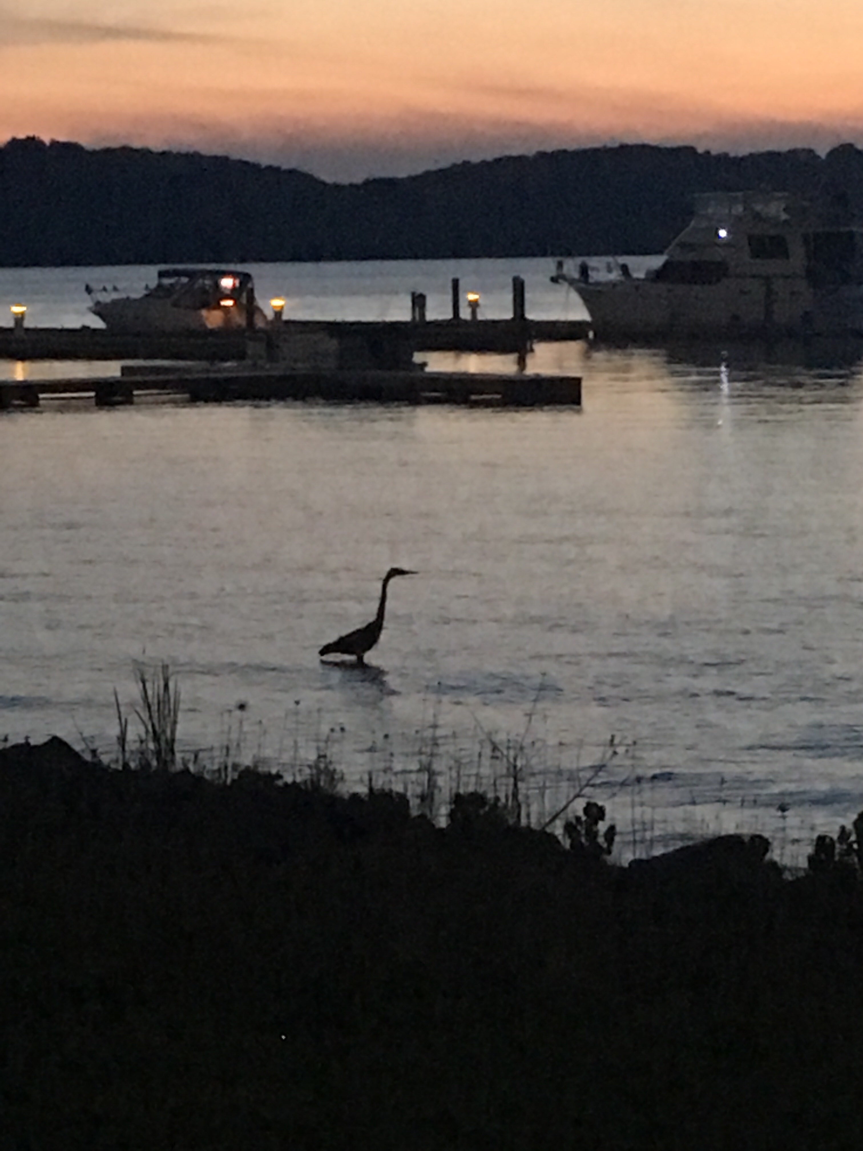 Camper submitted image from Lake Guntersville State Park - 4