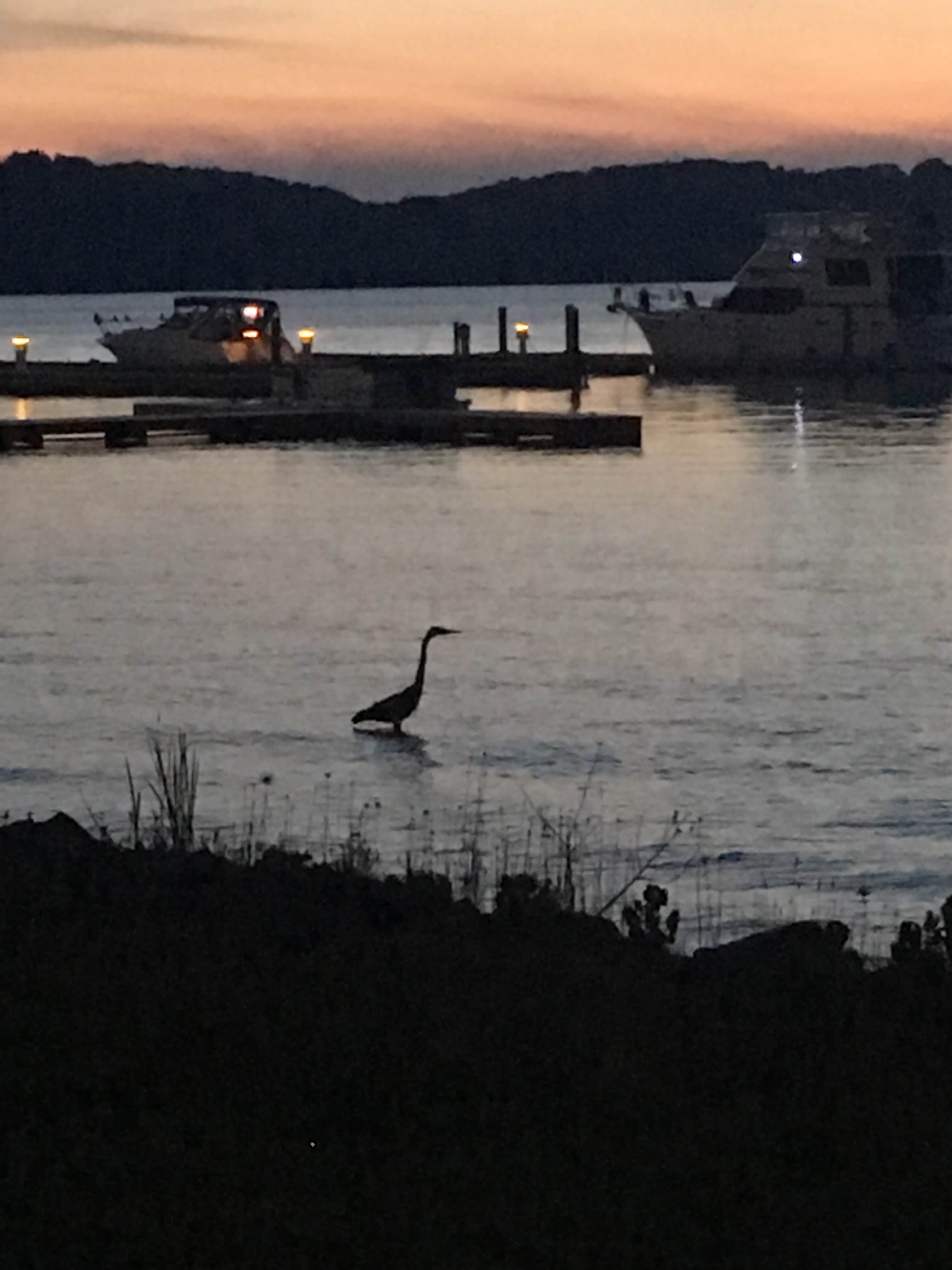 Camper submitted image from Lake Guntersville State Park Campground - 4