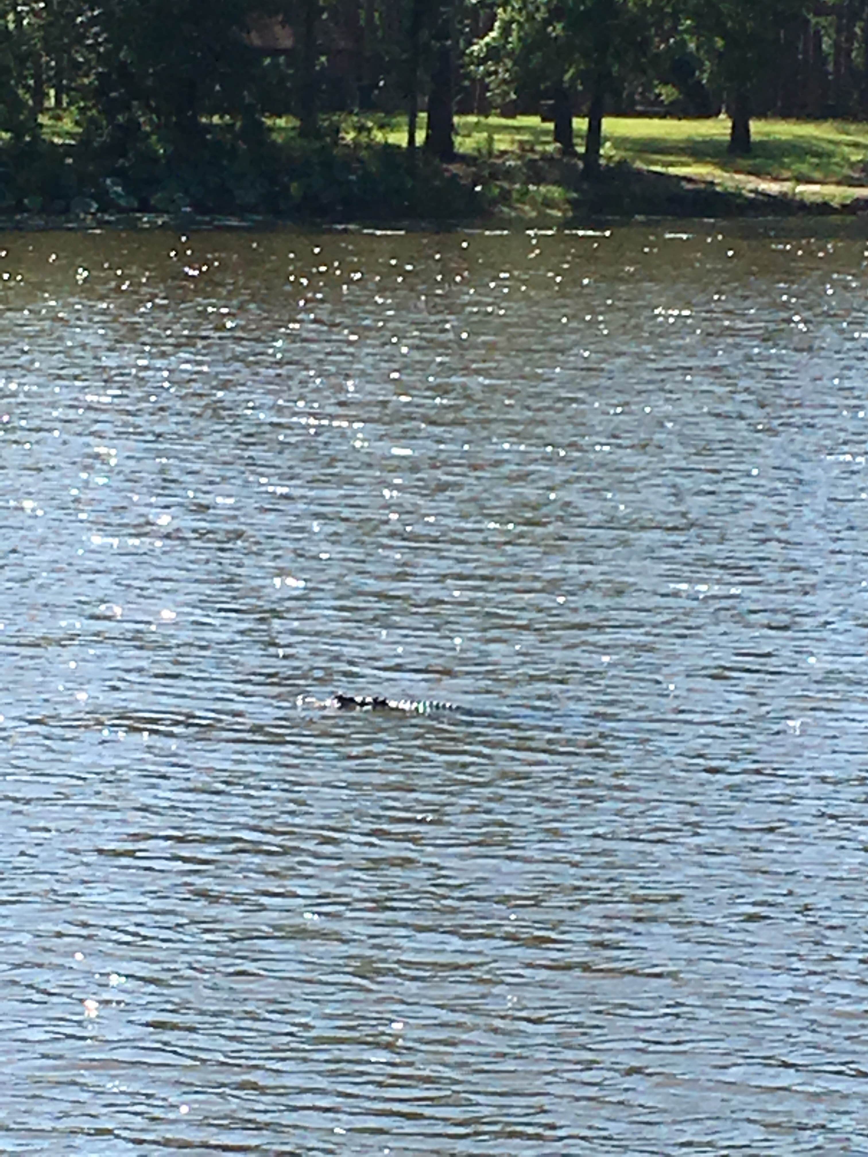 Camper-submitted photo at Lakepoint Resort State Park Campground near Walter F. George Lake