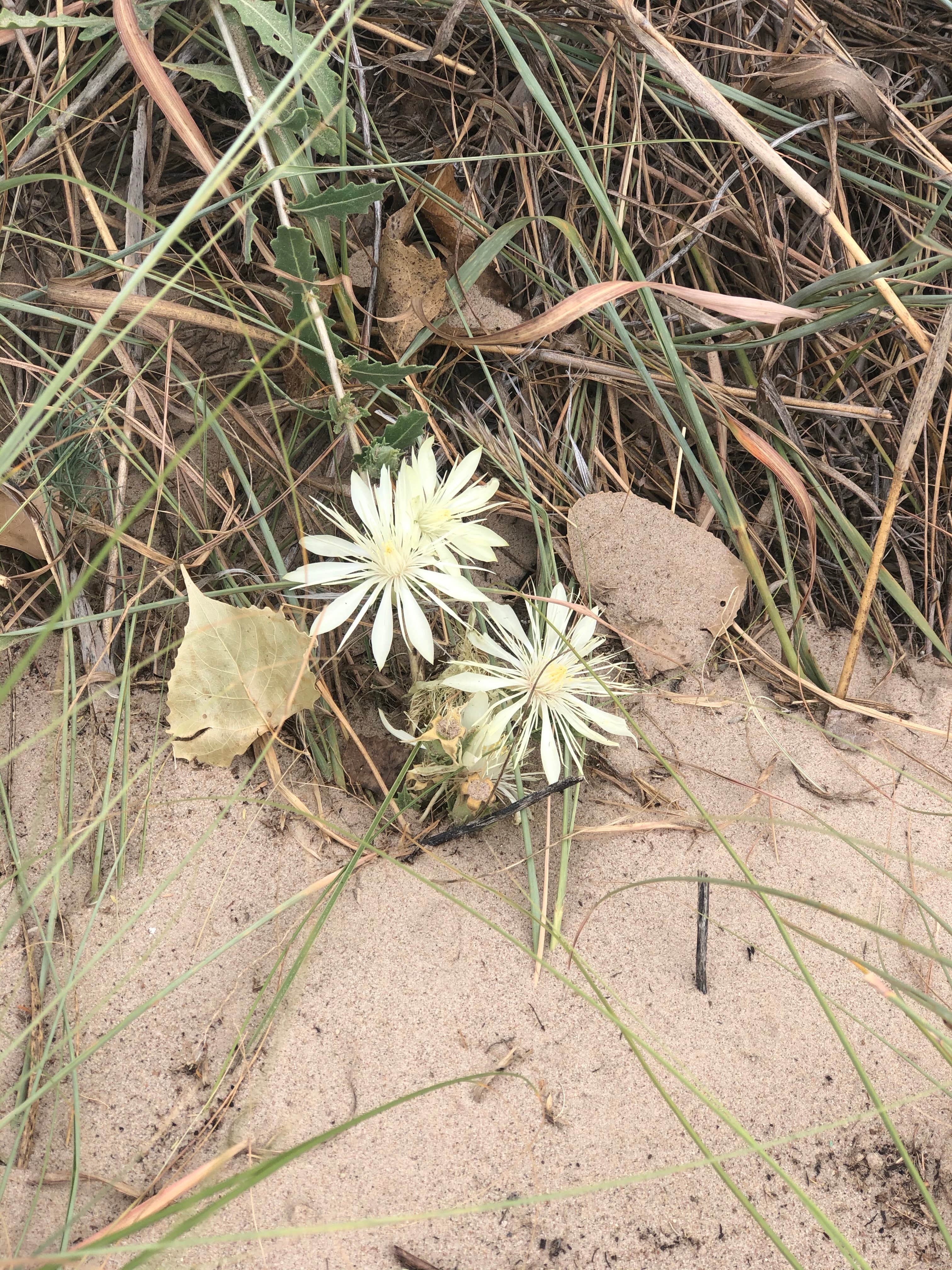 Camper-submitted photo at Cedar View Campground — Lake McConaughy near Lewellen, NE