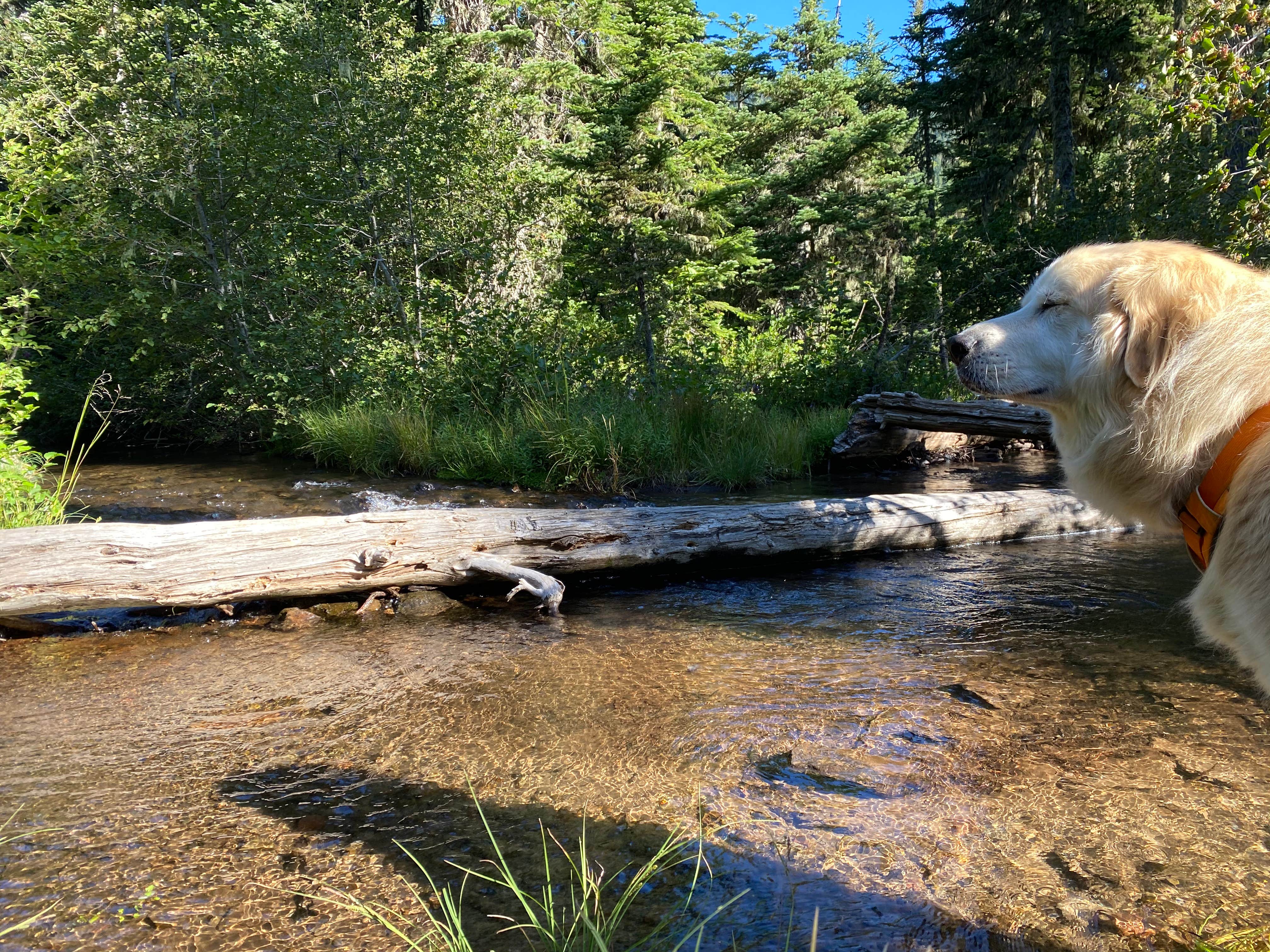 Camper submitted image from Badger Lake Campground - 4