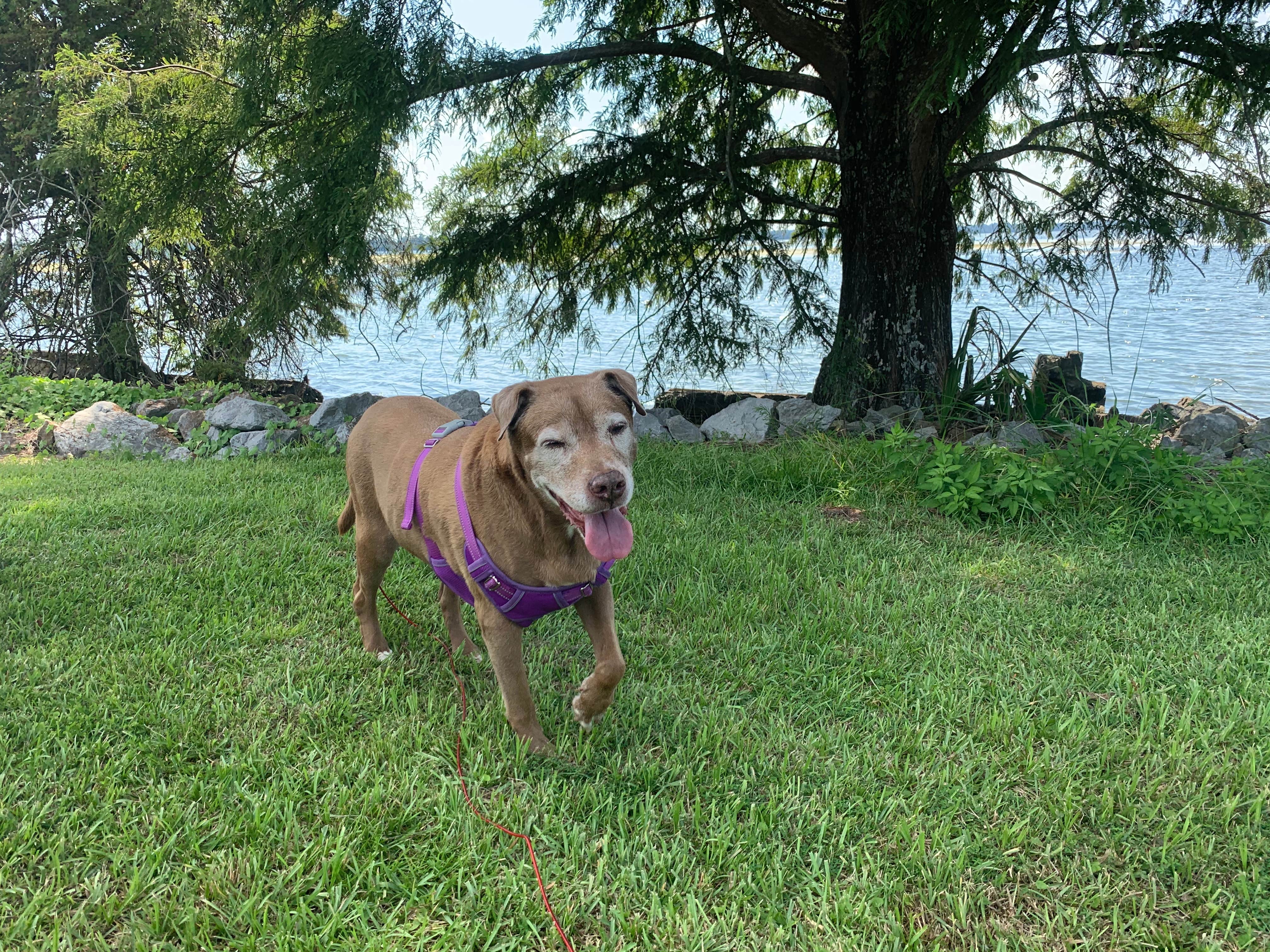 Jacilyn B.'s photo of camping with pets at Eastbank near Tallahassee, FL