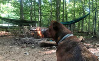 Lena L.'s photo of camping with pets at Limekiln Lake Campground near Remsen, NY