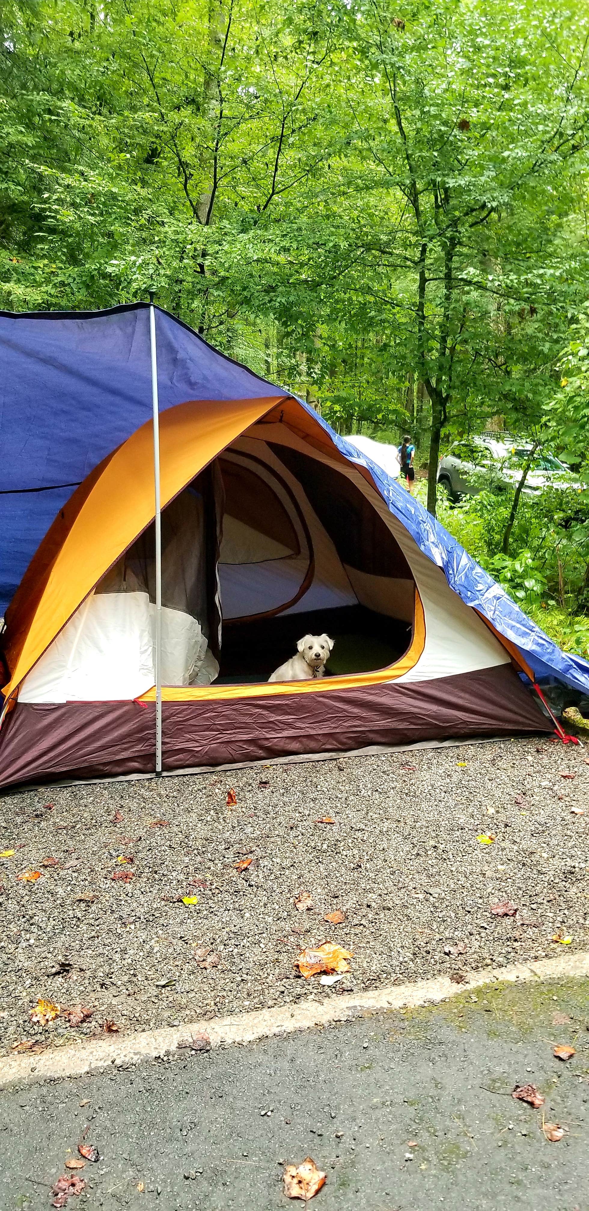 Katrin M.'s photo at Davidson River Campground near Horse Shoe, NC