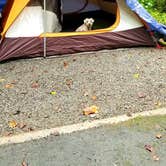 Review photo of Davidson River Campground by Katrin M., August 16, 2020