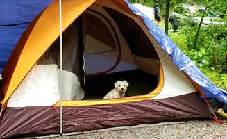Katrin M.'s photo at Davidson River Campground near Horse Shoe, NC