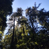 Review photo of Elk Prairie Campground — Prairie Creek Redwoods State Park by Jason K., August 16, 2020