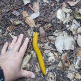 Review photo of Elk Prairie Campground — Prairie Creek Redwoods State Park by Jason K., August 16, 2020